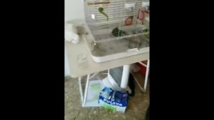Tremendous Fuck of two Birds (they Fuck like he is Mentally Broken)