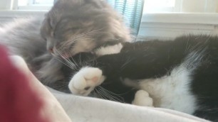 2 Pussies Licking each other