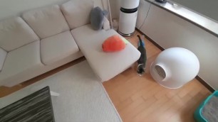 He Hits the Cat and Feels Excited