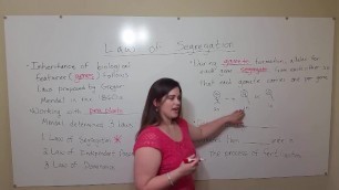 BBW TEACHER EXPLAINS MENDEL'S LAW OF SEGREGATION